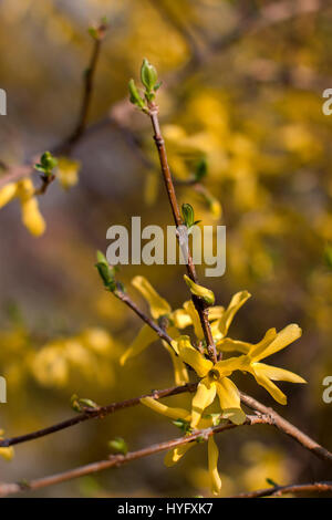 Frühlingsblumen Sie Blumenkarte mit blühenden gelben Forsythien an einem sonnigen Tag Stockfoto