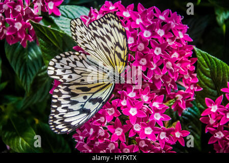 Papier Drachen Butterfly (Idea leuconoe) Stockfoto