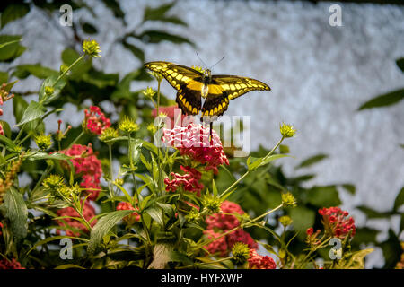 König Schwalbenschwanz Schmetterling (Papilio thoas) Stockfoto