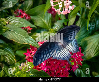 Pipevine Schwalbenschwanz Schmetterling (Battus philenor) Stockfoto