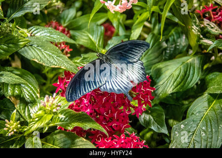 Pipevine Schwalbenschwanz Schmetterling (Battus philenor) Stockfoto