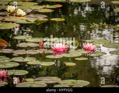 Seerosen. (Polaren) Stockfoto