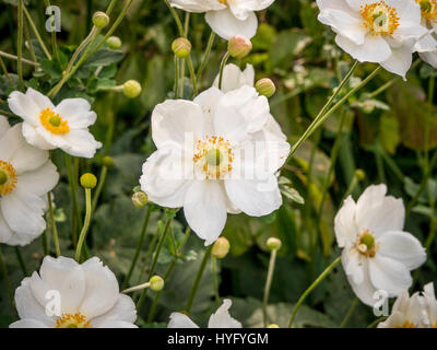 Japanische Anemone.  (Anemone Hupehensis) Stockfoto
