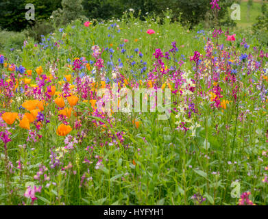 Wildblumenwiese Stockfoto