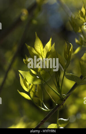 Juvenile Blätter von der Box Elder im Frühjahr Stockfoto