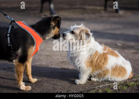 Hund treffen in den Park an einem sonnigen Tag Stockfoto