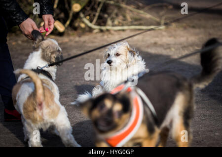 Hund treffen in den Park an einem sonnigen Tag Stockfoto