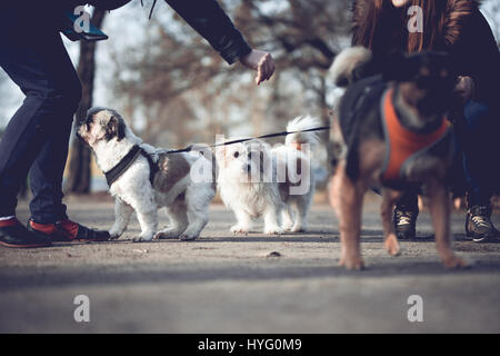 Hund treffen in den Park an einem sonnigen Tag Stockfoto