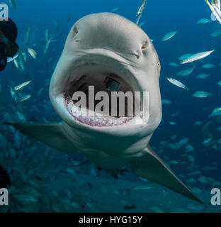 JUPITER, FLORIDA, BAHAMAS TIGER BEACH: Nahaufnahme Schuss von Fischen in Haie Mund. Ein sechzehn Fuß langen Tigerhai in seine Hände ein tapferer britische Taucher halten kann indem die wilden Räuber in einer traumartige Trance neunzig Fuß unter Wasser gesehen werden. Mit nur ein paar Zoll zwischen ihnen der Taucher streichelt und beruhigt den Hai in einem Verfahren namens "tonische Immobilität", oft verwendet, um Haie zu beruhigen um Haken aus ihrem Mund oder Rachen zu entfernen.   Andere Bilder markieren die gestochen scharfen Zähne innerhalb des Tiger und Zitrone-Haifische Münder, während die Taucher Hand er einige fischigen Leckereien ernährt.  Sie können auch Stockfoto