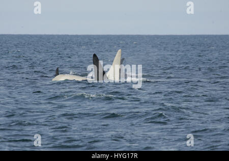 KURILEN-Inseln, Pazifik: A seltenen Albino Killerwal genannt Eisberg wurde von Wissenschaftlern als die männlichen Orca reiste über den Pazifik wiederentdeckt. Seit Frühjahr 2012 nicht gesichtet, haben Meeresforscher verzweifelt versucht, bestätigen Sie, dass die 22 Einjahres All-weißen Meeressäuger noch am Leben war. Nur eins-in zehntausend Killerwale, auch bekannt als Orcas sind komplett weiß. Die herzerwärmende Nachricht vom Überleben der Eisberg vor der Küste Russlands Kurilen-Inseln wurde durch amerikanische Forscher Erich Hoyt (65) von Fernost Russland Orca Projekt (FEROP) berichtet. Stockfoto