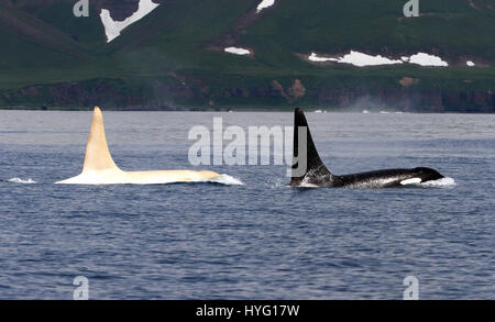 KURILEN-Inseln, Pazifik: A seltenen Albino Killerwal genannt Eisberg wurde von Wissenschaftlern als die männlichen Orca reiste über den Pazifik wiederentdeckt. Seit Frühjahr 2012 nicht gesichtet, haben Meeresforscher verzweifelt versucht, bestätigen Sie, dass die 22 Einjahres All-weißen Meeressäuger noch am Leben war. Nur eins-in zehntausend Killerwale, auch bekannt als Orcas sind komplett weiß. Die herzerwärmende Nachricht vom Überleben der Eisberg vor der Küste Russlands Kurilen-Inseln wurde durch amerikanische Forscher Erich Hoyt (65) von Fernost Russland Orca Projekt (FEROP) berichtet. Stockfoto