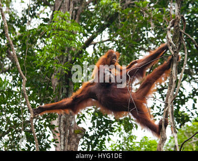 Indonesien: Ein humorvolles Bild der wilde Orang-Utan zeigt das schelmische Affe auf seinem Handgelenk als wollte er sagen, der Fotograf zu beeilen. Bilder von einem Wildlife Snapper achtjährigen Quest zwei Arten der seltenen Ingwer Affen zeigen zeigt ihnen ihre spielerische Seite anzeigen. Bornean und Sumatra-Orang-Utans gesehen in dem alltäglichen Affe-Geschäft von den Bäumen schwingen, Trinken von den Wasserstellen und helfen mit der Banane-Lieferung.  Andere Bilder zeigen unglaublich niedlichen Baby Orang-Utans klammerte sich an ihren Müttern über das Ape-Leben lernen. Der Naturfotograf A Stockfoto