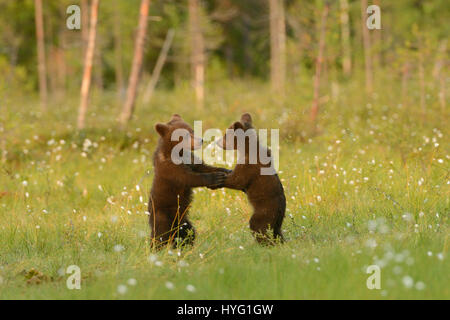 KAINUU Wildnis, Finnland: Entzückende Fotos von einem Bear Cub Ringen wurden vor der Kamera von nur 25 Fuß entfernt von einem freuen uns Fitnessinstruktor gefangen genommen. Nur ein paar hundert Yards von der russischen Grenze zeigen, diese Bilder vier Monate alten europäischen Braunbären Jungtiere haben eine gute alte altmodischen Ringen.  Aber wenn es ein wenig erwärmt wird Mama steht bereit, um sie richtig zu stellen. Amateur-Fotografen Harry Eggens (62) aus den Niederlanden reiste vierhundert Meilen Nord östlich von Helsinki, die große Kainuu Wildnis, wo er in der Lage, diese zu fangen war, bear Cubs in ihrer natürlichen env Stockfoto