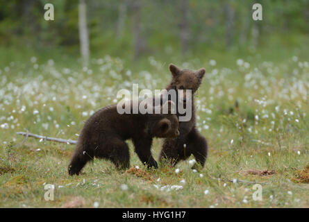 KAINUU Wildnis, Finnland: Entzückende Fotos von einem Bear Cub Ringen wurden vor der Kamera von nur 25 Fuß entfernt von einem freuen uns Fitnessinstruktor gefangen genommen. Nur ein paar hundert Yards von der russischen Grenze zeigen, diese Bilder vier Monate alten europäischen Braunbären Jungtiere haben eine gute alte altmodischen Ringen.  Aber wenn es ein wenig erwärmt wird Mama steht bereit, um sie richtig zu stellen. Amateur-Fotografen Harry Eggens (62) aus den Niederlanden reiste vierhundert Meilen Nord östlich von Helsinki, die große Kainuu Wildnis, wo er in der Lage, diese zu fangen war, bear Cubs in ihrer natürlichen env Stockfoto