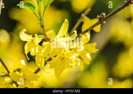 Forsythien Blüten an einem Zweig im Frühling Makro Stockfoto