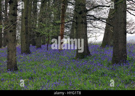 FOREST OF DEAN, UK: Könnte dies die erste Glockenblumen 2016 sein? Platzen aus den Wäldern dieser einheimischen Glockenblumen machen die britische Landschaft, idyllische aussehen. Diese atemberaubenden Aufnahmen wurden Gloucester im Forest of Dean durch Freelance PhotographerAleks Gjika (47) entnommen. Stockfoto