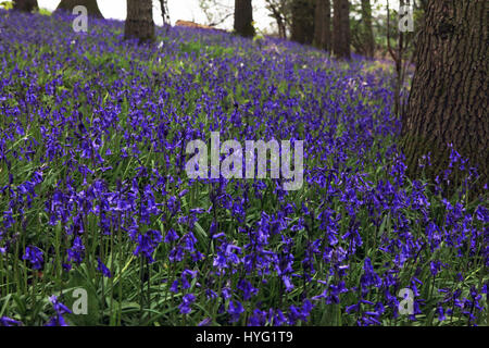 FOREST OF DEAN, UK: Könnte dies die erste Glockenblumen 2016 sein? Platzen aus den Wäldern dieser einheimischen Glockenblumen machen die britische Landschaft, idyllische aussehen. Diese atemberaubenden Aufnahmen wurden Gloucester im Forest of Dean durch Freelance PhotographerAleks Gjika (47) entnommen. Stockfoto