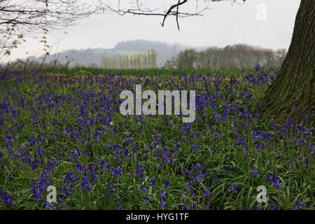 FOREST OF DEAN, UK: Könnte dies die erste Glockenblumen 2016 sein? Platzen aus den Wäldern dieser einheimischen Glockenblumen machen die britische Landschaft, idyllische aussehen. Diese atemberaubenden Aufnahmen wurden Gloucester im Forest of Dean durch Freelance PhotographerAleks Gjika (47) entnommen. Stockfoto