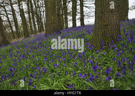 FOREST OF DEAN, UK: Könnte dies die erste Glockenblumen 2016 sein? Platzen aus den Wäldern dieser einheimischen Glockenblumen machen die britische Landschaft, idyllische aussehen. Diese atemberaubenden Aufnahmen wurden Gloucester im Forest of Dean durch Freelance PhotographerAleks Gjika (47) entnommen. Stockfoto