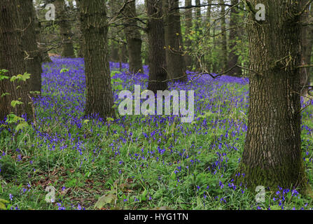 FOREST OF DEAN, UK: Könnte dies die erste Glockenblumen 2016 sein? Platzen aus den Wäldern dieser einheimischen Glockenblumen machen die britische Landschaft, idyllische aussehen. Diese atemberaubenden Aufnahmen wurden Gloucester im Forest of Dean durch Freelance PhotographerAleks Gjika (47) entnommen. Stockfoto