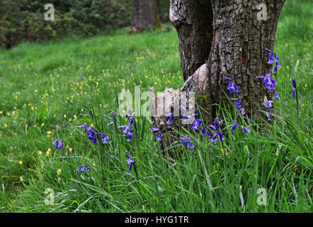 FOREST OF DEAN, UK: Könnte dies die erste Glockenblumen 2016 sein? Platzen aus den Wäldern dieser einheimischen Glockenblumen machen die britische Landschaft, idyllische aussehen. Diese atemberaubenden Aufnahmen wurden Gloucester im Forest of Dean durch Freelance PhotographerAleks Gjika (47) entnommen. Stockfoto