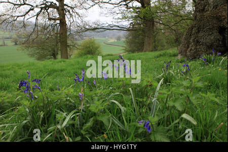 FOREST OF DEAN, UK: Könnte dies die erste Glockenblumen 2016 sein? Platzen aus den Wäldern dieser einheimischen Glockenblumen machen die britische Landschaft, idyllische aussehen. Diese atemberaubenden Aufnahmen wurden Gloucester im Forest of Dean durch Freelance PhotographerAleks Gjika (47) entnommen. Stockfoto