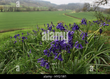 FOREST OF DEAN, UK: Könnte dies die erste Glockenblumen 2016 sein? Platzen aus den Wäldern dieser einheimischen Glockenblumen machen die britische Landschaft, idyllische aussehen. Diese atemberaubenden Aufnahmen wurden Gloucester im Forest of Dean durch Freelance PhotographerAleks Gjika (47) entnommen. Stockfoto