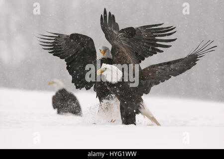 NOVA SCOTIA, Kanada: Actionreiche Aufnahmen der Weißkopf-Seeadler Streit um Nahrung und spielerisch treten Schnee nur fünfundzwanzig Fuß entfernt wurden entnommen. Bilder zeigen eine Einberufung oder eine Gruppe von mächtigen Raubtiere, die zu den besten Bissen von Grub Verschrottung.  Andere Bilder zeigen, dass die Vögel in einer Reihe von Bäumen halten einen Sicherheitsabstand von einander ausgebreitet.  Ein festliches Adler sieht aus wie er auf einen Weihnachtsbaum sitzt. Kanadische Management Spezialist Denis Dumoulin (51) verbrachte eine Woche trotzen der Kälte um diese unglaubliche Bilder in The Bay Of Fundy, Nova Scotia zu fangen. Stockfoto