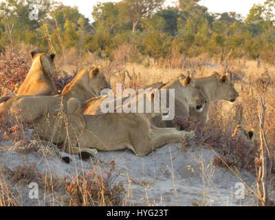 Cecils stolz hat man mehr weiblich, so dass es einen starke stolz rekrutiert (die jetzt ein Stolz der 11).  HWANGE Nationalpark, ZIMBABWE: THE FINAL zwei Söhne gezeugt von Cecil, der Löwe, bevor er, etwas mehr als vor einem Jahr getötet wurde von Safari Guides entdeckt worden sind. Intime Bilder aus dem simbabwischen Busch zeigen die zwei siebzehn Monate alte männliche Cubs, die nicht genannt werden, bis sie wieder zwei, mit ihren Schwestern und dem Rest der kleinen stolz, der bleibt. Männliche Jungtiere haben erzogen wurde von einer Gruppe von Löwinnen bekannt wie die Junior-Gewürz-Mädchen, die Teil der Cecils stolz waren die auch von einem anderen m geführt wurde Stockfoto