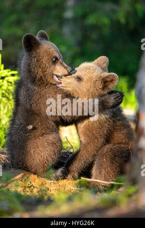 KAINUU, Finnland: Die SÜßESTE kleine Bär Familie haben wurden schnappte genießt einen Tag im Wald von einem britischen Fotografen. Bilder zeigen, dass Mama Bär wacht über ihre zwei kleinen neugierigen jungen gehen am Kletterbäume haben.  Mama Bär kann auch gesehen werden, mitmachen und die Babys zeigt, wie es gemacht wird. Andere Bilder zeigen, dass die kuscheligen süßen spielen, kämpfen, mit einem Geschwister umarmen und chillen, eine Pause von Aktivitäten.  Fotograf Janette von Llanigon Hill, reiste Herefordshire in das Herz des Waldes Taiga in Finnland um einen Blick auf diese wilde Braunbären in ihrer natürlichen h Stockfoto