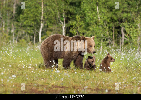 KAINUU, Finnland: Die SÜßESTE kleine Bär Familie haben wurden schnappte genießt einen Tag im Wald von einem britischen Fotografen. Bilder zeigen, dass Mama Bär wacht über ihre zwei kleinen neugierigen jungen gehen am Kletterbäume haben.  Mama Bär kann auch gesehen werden, mitmachen und die Babys zeigt, wie es gemacht wird. Andere Bilder zeigen, dass die kuscheligen süßen spielen, kämpfen, mit einem Geschwister umarmen und chillen, eine Pause von Aktivitäten.  Fotograf Janette von Llanigon Hill, reiste Herefordshire in das Herz des Waldes Taiga in Finnland um einen Blick auf diese wilde Braunbären in ihrer natürlichen h Stockfoto