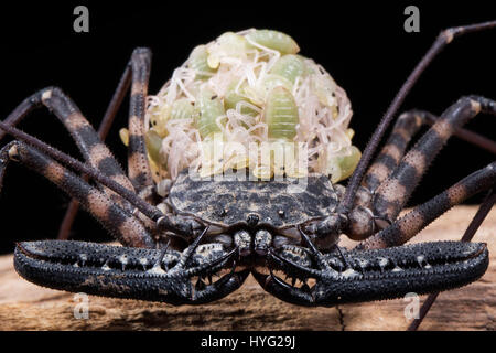 HERIC, Frankreich: Könnte dieses gruselige Insekt hässlichste Mutter Naturs. Bilder zu zeigen, was aussieht wie ein tödlicher Skorpion, aber eigentlich eine Mumie Amblypygi trägt bis zu 48 junge auf dem Rücken. Die Detailaufnahmen zeigen die Eizellen verpackt innerhalb der durchsichtigen Ei Sac, die später schlüpfen und Position auf ihrer Mutter zurück zu nehmen, bis sie bereit sind, sich zu bewegen und Leben auf eigene Faust. Jordan Cadiot (20) ein Student aus Heric, Frankreich kombiniert seine Liebe zur Fotografie und schnappt, Krabbeltiere, diese komplizierten zu produzieren. Stockfoto