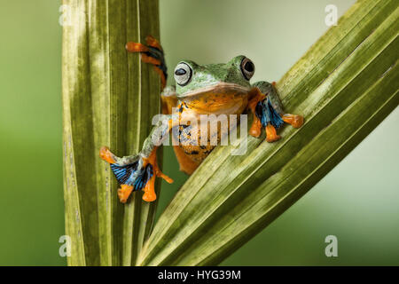 JAKARTA, Indonesien: Bild der fliegende Frosch. Rettungs-Frösche erhielten eine neue Miete des Lebens Dank der Bemühungen von einem engagierten Frosch-Liebhaber. Bilder zeigen einen plumpen Frosch balancieren zwischen zwei Pflanzenstängel und auch sitzt auf dem Lenker ein Fahrrad Garten Ornament.  Andere Bilder zeigen einen bunten fliegender Frosch zwischen den Blättern einer Pflanze herausschauen. Head of Design und Studio, Lessy Sebastian (52) aus Jakarta, fuhr diese bezaubernden Geschöpfe nach Einstellung sie frei herumlaufen. Stockfoto