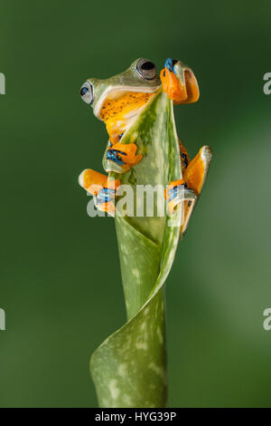 JAKARTA, Indonesien: Bild der fliegende Frosch. Rettungs-Frösche erhielten eine neue Miete des Lebens Dank der Bemühungen von einem engagierten Frosch-Liebhaber. Bilder zeigen einen plumpen Frosch balancieren zwischen zwei Pflanzenstängel und auch sitzt auf dem Lenker ein Fahrrad Garten Ornament.  Andere Bilder zeigen einen bunten fliegender Frosch zwischen den Blättern einer Pflanze herausschauen. Head of Design und Studio, Lessy Sebastian (52) aus Jakarta, fuhr diese bezaubernden Geschöpfe nach Einstellung sie frei herumlaufen. Stockfoto