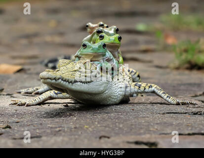 Die fünf Frösche blicken über das Krokodil Kopf. WITZIGE Bilder von fünf Frösche Klettern an Bord der Rückseite von einem verwirrten Salzwasserkrokodil wurden gefangen genommen. Die Bilder zeigen, dass die plumpen weißen Laubfrösche auf das noch Krokodil eins nach dem anderen vor dem Einschalten direkt für die Kamera posieren klettern. Deutlich bequem in dem Krokodil Unternehmen erscheinen die Amphibien, die Conga das Reptil zurück zu tun. Die lustige Aufnahmen wurden von Tanto Yensen (36) aus Jakarta, Indonesien schnappte, während Tangerang, Indonesien zu besuchen. Tanto verwendet eine Canon EOS 60D, seine Fotografien zu erfassen. Tanto Yense Stockfoto