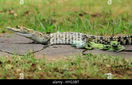 Die Armee der Frösche sitzen ruhig vor, die ihren Weg auf das Krokodil. WITZIGE Bilder von fünf Frösche Klettern an Bord der Rückseite von einem verwirrten Salzwasserkrokodil wurden gefangen genommen. Die Bilder zeigen, dass die plumpen weißen Laubfrösche auf das noch Krokodil eins nach dem anderen vor dem Einschalten direkt für die Kamera posieren klettern. Deutlich bequem in dem Krokodil Unternehmen erscheinen die Amphibien, die Conga das Reptil zurück zu tun. Die lustige Aufnahmen wurden von Tanto Yensen (36) aus Jakarta, Indonesien schnappte, während Tangerang, Indonesien zu besuchen. Tanto verwendet eine Canon EOS 60D, seine Fotografien zu erfassen. Tanto Stockfoto