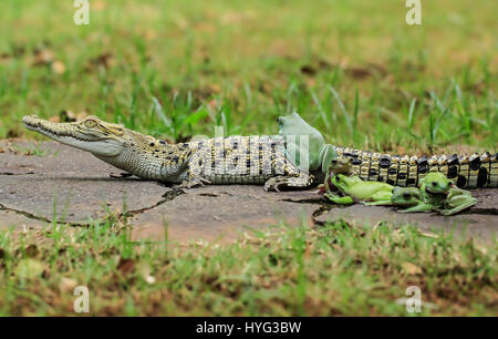 Ein mutiger Frosch wagt seinen Weg bis auf das Krokodil. WITZIGE Bilder von fünf Frösche Klettern an Bord der Rückseite von einem verwirrten Salzwasserkrokodil wurden gefangen genommen. Die Bilder zeigen, dass die plumpen weißen Laubfrösche auf das noch Krokodil eins nach dem anderen vor dem Einschalten direkt für die Kamera posieren klettern. Deutlich bequem in dem Krokodil Unternehmen erscheinen die Amphibien, die Conga das Reptil zurück zu tun. Die lustige Aufnahmen wurden von Tanto Yensen (36) aus Jakarta, Indonesien schnappte, während Tangerang, Indonesien zu besuchen. Tanto verwendet eine Canon EOS 60D, seine Fotografien zu erfassen. Tanto Yensen / Mediadrumworl Stockfoto