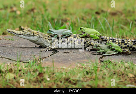 Ein Frosch sitzt bequem auf dem Krokodil Hals, während ein anderes seinen Weg entlang den Rücken macht. WITZIGE Bilder von fünf Frösche Klettern an Bord der Rückseite von einem verwirrten Salzwasserkrokodil wurden gefangen genommen. Die Bilder zeigen, dass die plumpen weißen Laubfrösche auf das noch Krokodil eins nach dem anderen vor dem Einschalten direkt für die Kamera posieren klettern. Deutlich bequem in dem Krokodil Unternehmen erscheinen die Amphibien, die Conga das Reptil zurück zu tun. Die lustige Aufnahmen wurden von Tanto Yensen (36) aus Jakarta, Indonesien schnappte, während Tangerang, Indonesien zu besuchen. Tanto verwendet eine Canon EOS 60D, seine p zu erfassen Stockfoto