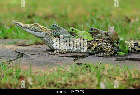 Der letzte Frosch macht seinen Weg auf das super noch Krokodil. WITZIGE Bilder von fünf Frösche Klettern an Bord der Rückseite von einem verwirrten Salzwasserkrokodil wurden gefangen genommen. Die Bilder zeigen, dass die plumpen weißen Laubfrösche auf das noch Krokodil eins nach dem anderen vor dem Einschalten direkt für die Kamera posieren klettern. Deutlich bequem in dem Krokodil Unternehmen erscheinen die Amphibien, die Conga das Reptil zurück zu tun. Die lustige Aufnahmen wurden von Tanto Yensen (36) aus Jakarta, Indonesien schnappte, während Tangerang, Indonesien zu besuchen. Tanto verwendet eine Canon EOS 60D, seine Fotografien zu erfassen. Tanto Yensen / Mediadr Stockfoto
