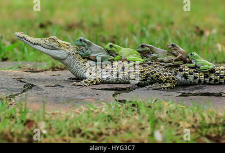 Die fünf Frösche blicken über das Krokodil Kopf. WITZIGE Bilder von fünf Frösche Klettern an Bord der Rückseite von einem verwirrten Salzwasserkrokodil wurden gefangen genommen. Die Bilder zeigen, dass die plumpen weißen Laubfrösche auf das noch Krokodil eins nach dem anderen vor dem Einschalten direkt für die Kamera posieren klettern. Deutlich bequem in dem Krokodil Unternehmen erscheinen die Amphibien, die Conga das Reptil zurück zu tun. Die lustige Aufnahmen wurden von Tanto Yensen (36) aus Jakarta, Indonesien schnappte, während Tangerang, Indonesien zu besuchen. Tanto verwendet eine Canon EOS 60D, seine Fotografien zu erfassen. Tanto Yense Stockfoto