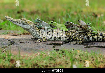 Die fünf Frösche blicken über das Krokodil Kopf. WITZIGE Bilder von fünf Frösche Klettern an Bord der Rückseite von einem verwirrten Salzwasserkrokodil wurden gefangen genommen. Die Bilder zeigen, dass die plumpen weißen Laubfrösche auf das noch Krokodil eins nach dem anderen vor dem Einschalten direkt für die Kamera posieren klettern. Deutlich bequem in dem Krokodil Unternehmen erscheinen die Amphibien, die Conga das Reptil zurück zu tun. Die lustige Aufnahmen wurden von Tanto Yensen (36) aus Jakarta, Indonesien schnappte, während Tangerang, Indonesien zu besuchen. Tanto verwendet eine Canon EOS 60D, seine Fotografien zu erfassen. Tanto Yense Stockfoto