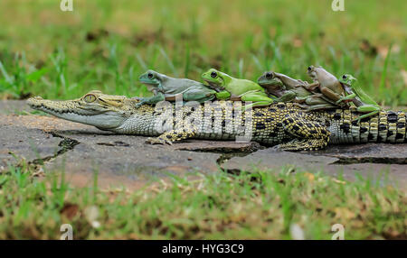Die fünf Frösche blicken über das Krokodil Kopf. WITZIGE Bilder von fünf Frösche Klettern an Bord der Rückseite von einem verwirrten Salzwasserkrokodil wurden gefangen genommen. Die Bilder zeigen, dass die plumpen weißen Laubfrösche auf das noch Krokodil eins nach dem anderen vor dem Einschalten direkt für die Kamera posieren klettern. Deutlich bequem in dem Krokodil Unternehmen erscheinen die Amphibien, die Conga das Reptil zurück zu tun. Die lustige Aufnahmen wurden von Tanto Yensen (36) aus Jakarta, Indonesien schnappte, während Tangerang, Indonesien zu besuchen. Tanto verwendet eine Canon EOS 60D, seine Fotografien zu erfassen. Tanto Yense Stockfoto
