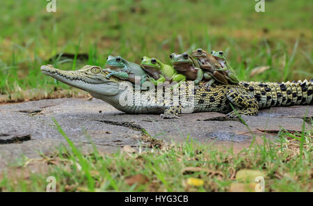 Die fünf Frösche blicken über das Krokodil Kopf.  WITZIGE Bilder von fünf Frösche Klettern an Bord der Rückseite von einem verwirrten Salzwasserkrokodil wurden gefangen genommen. Die Bilder zeigen, dass die plumpen weißen Laubfrösche auf das noch Krokodil eins nach dem anderen vor dem Einschalten direkt für die Kamera posieren klettern. Deutlich bequem in dem Krokodil Unternehmen erscheinen die Amphibien, die Conga das Reptil zurück zu tun. Die lustige Aufnahmen wurden von Tanto Yensen (36) aus Jakarta, Indonesien schnappte, während Tangerang, Indonesien zu besuchen. Tanto verwendet eine Canon EOS 60D, seine Fotografien zu erfassen. Tanto Yens Stockfoto