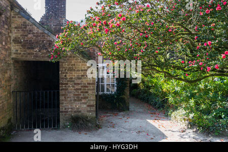 Außerhalb der Küche Gartenmauer auf die Lost Gardens of Heligan, Cornwall, UK Stockfoto