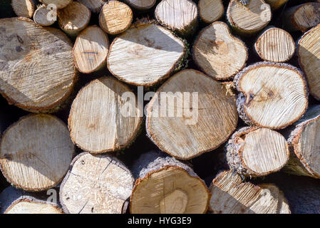 Stapel Brennholz, Schnittholz in Maschinenbordbücher, die von Sardinien. Stockfoto