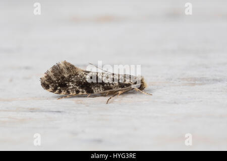 Kornmotte, Korn-Motte, Nemapogon Granella, Nemapogon Granellus, Tinea Granella, Tinea Fuscicomella, Europäische Korn Wurm, Europäische Korn Motte, meliert Stockfoto