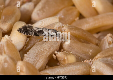 Kornmotte, Korn-Motte, Nemapogon Granella, Nemapogon Granellus, Tinea Granella, Tinea Fuscicomella, Europäische Korn Wurm, Europäische Korn Motte, meliert Stockfoto