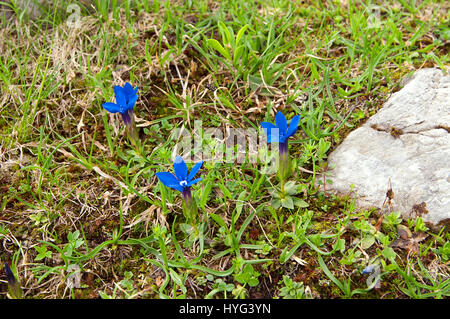 Trompete Enzian (Gentiana Clusii), eines der ersten Blumen im Frühling, mit sehr kurzen Stamm und große übertrumpft-förmigen Blüten. In den europäischen Alpen Stockfoto