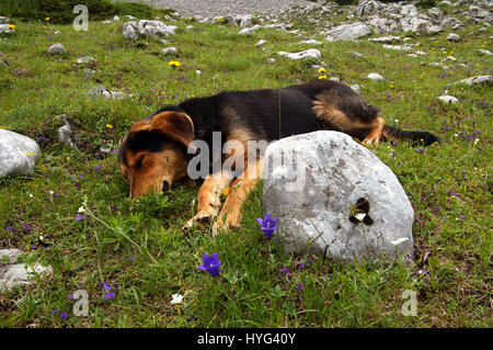 Hund legt sich auf dem Rasen mit Blumen in den Bergen, Montenegro Stockfoto