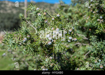 Früchte und Blätter der stachelige Wacholder, Juniperus Oxycedrus. Foto in Hoyo de Manzanares, Provinz von Madrid, Spanien Stockfoto